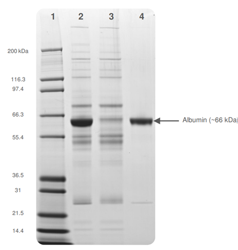 A close up of a dna Description automatically generated